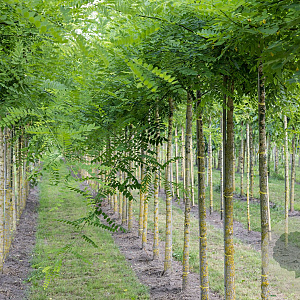 Styphnolobium japonicum 16-18 HO draadkluit