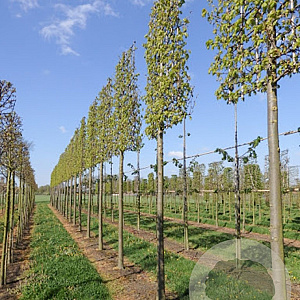 Tilia cordata 'Greenspire' 14-16 cm draadkluit 4 etages lei 180x120