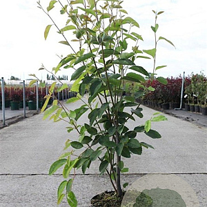 Amelanchier lamarckii 80-100 cm 5,0L