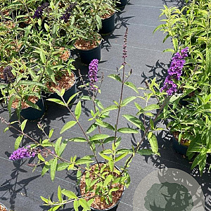 Buddleja d. 'Black Knight' 50-60 cm 3,0L