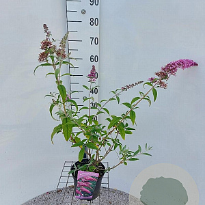 Buddleja d. 'Pink Delight' 50-60 cm 3,0L