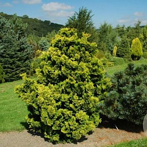 Chamaecyparis o. 'Aurora' GM C5