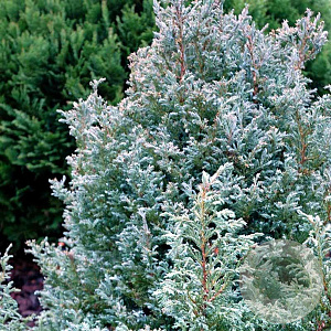 Chamaecyparis p. 'Baby Blue' 30-35 cm 5,0L