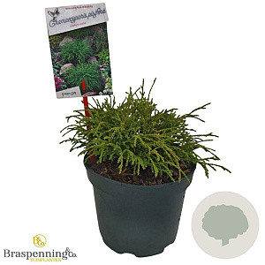 Chamaecyparis p. 'Filifera Nana' 20-25 cm 2,0L