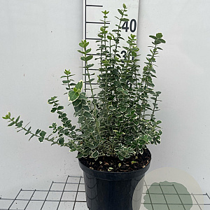 Euonymus fort. 'Emerald Gaiety' GM C5