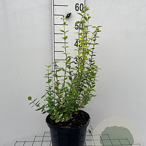 Euonymus fort. 'Emerald 'n' Gold' GM C5