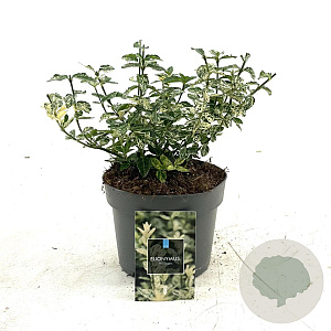 Euonymus fort. 'Harlequin' 20-30 cm 2,0L