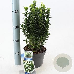 Euonymus jap. Paloma Blanca 20-25 cm 2,0L