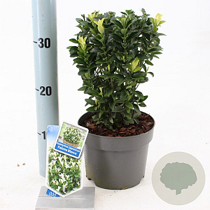 Euonymus jap. Paloma Blanca 20-25 cm 2,0L