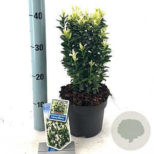 Euonymus jap. Paloma Blanca 20-25 cm 2,0L