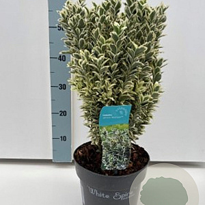 Euonymus jap. 'White Spire' GM C5