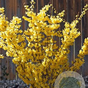 Forsythia int. Minigold 30-40 cm 2,0L