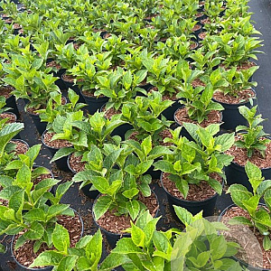 Hydrangea m. 'Sibilla' GM C3