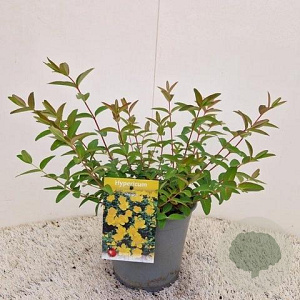 Hypericum 'Hidcote' 30-35 cm 2,0L