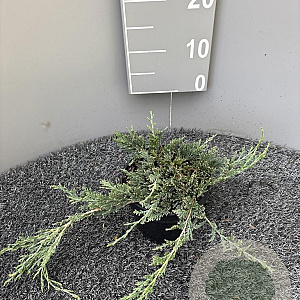 Juniperus h. 'Wiltonii' 20-30 cm 2,0L