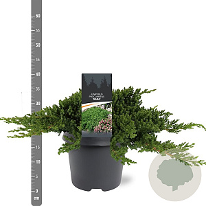 Juniperus procumbens 'Nana' 30-40 cm 5,0L