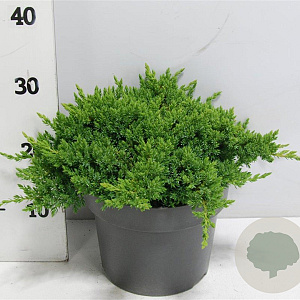 Juniperus procumbens 'Nana' 30-40 cm 5,0L