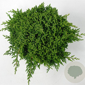 Juniperus procumbens 'Nana' 30-40 cm 5,0L