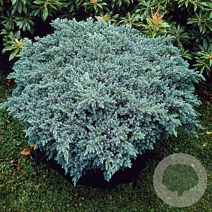 Juniperus squamata 'Blue Star' 15-20 cm 25L