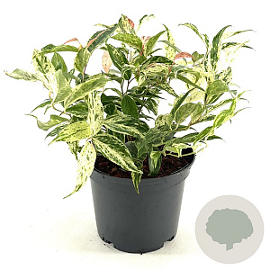 Leucothoe f. 'Rainbow' 20-30 cm 2,0L