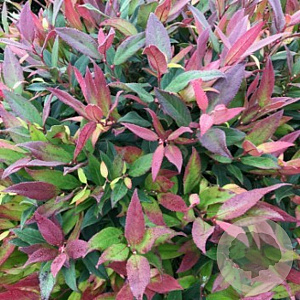 Leucothoe 'Zeblid' 40-45 cm 10L
