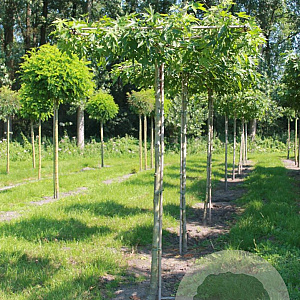 Liquidambar s. 'Worplesdon' 12-14 HO draadkluit dakvorm 130x130