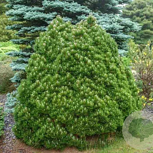 Pinus heldreichii 'Smidtii' GM C5