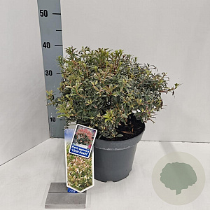 Pieris jap. 'Little Heath' 30-40 cm 5,0L
