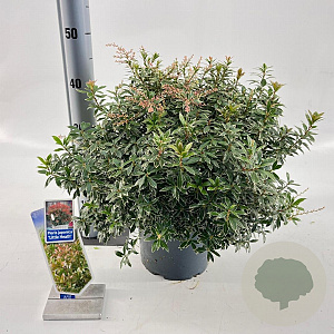 Pieris jap. 'Little Heath' 30-40 cm 5,0L