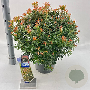 Pieris jap. 'Little Heath' 30-40 cm 5,0L