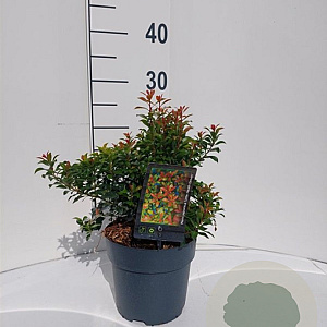 Pieris jap. 'Little Heath Green' 20-30 cm 2,0L