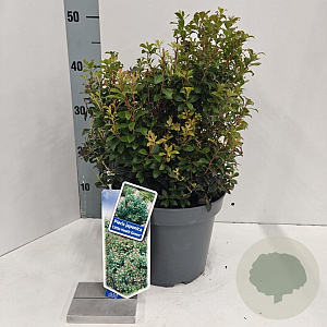 Pieris jap. 'Little Heath Green' 30-40 cm 5,0L