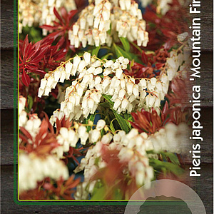 Pieris jap. 'Mountain Fire' 30-40 cm 5,0L
