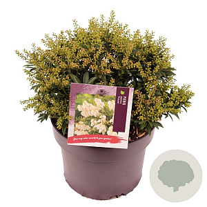 Pieris jap. 'Prelude' 30-40 cm 5,0L