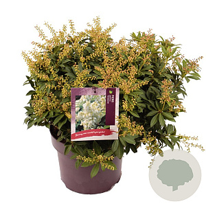 Pieris jap. 'Sarabande' 30-40 cm 5,0L