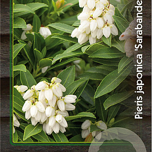 Pieris jap. 'Sarabande' 30-40 cm 5,0L