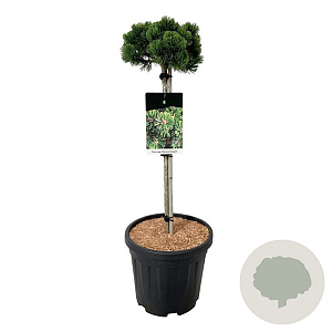 Pinus mugo 'Sherwood Compact' GM C5