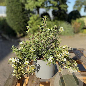 Potentilla f. 'Abbotswood' 20-30 cm 2,0L