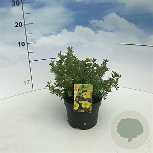 Potentilla f. 'Kobold' 20-30 cm 2,0L