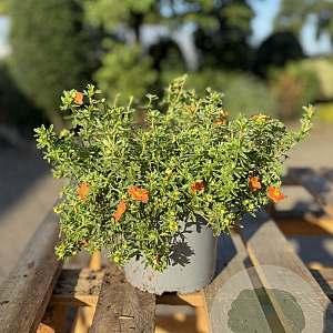 Potentilla f. 'Red Ace' 20-30 cm 2,0L