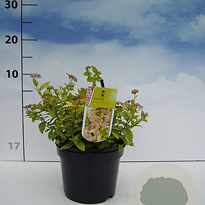 Spiraea jap. 'Goldmound' 20-30 cm 2,0L