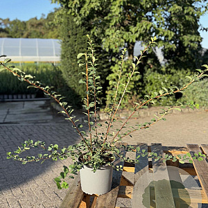 Spiraea nipp. 'Snowmound' 30-40 cm 2,0L