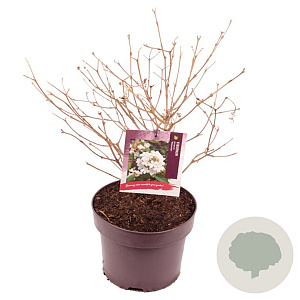 Viburnum plic. 'Watanabe' 30-40 cm 5,0L