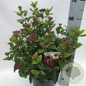 Viburnum tinus 'LisaRose' GM 10L