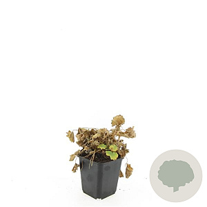 Alchemilla mollis GM P9