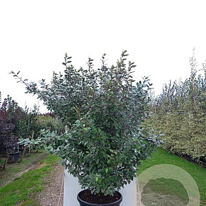 Elaeagnus ebbingei 80-100 cm 13L