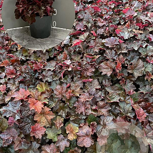 Heuchera m. 'Palace Purple' GM 2,0L