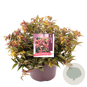 Leucothoe keiskei 'Royal Ruby' 25-30 cm 5,0L