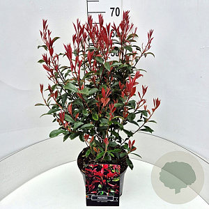 Photinia fraseri 'Carré Rouge' 60-70 cm 10L