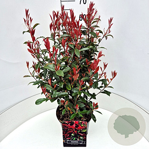 Photinia fraseri 'Carré Rouge' 60-70 cm 10L